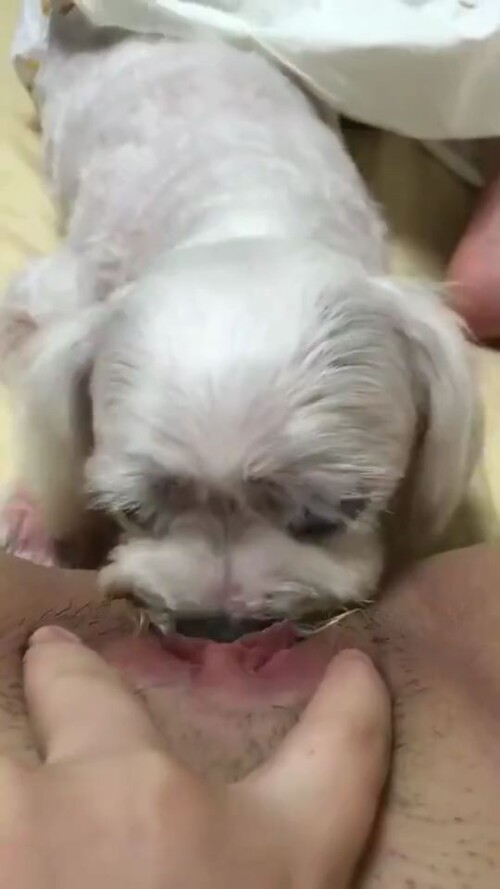 강아지보빨녀 7.mp4 000000200