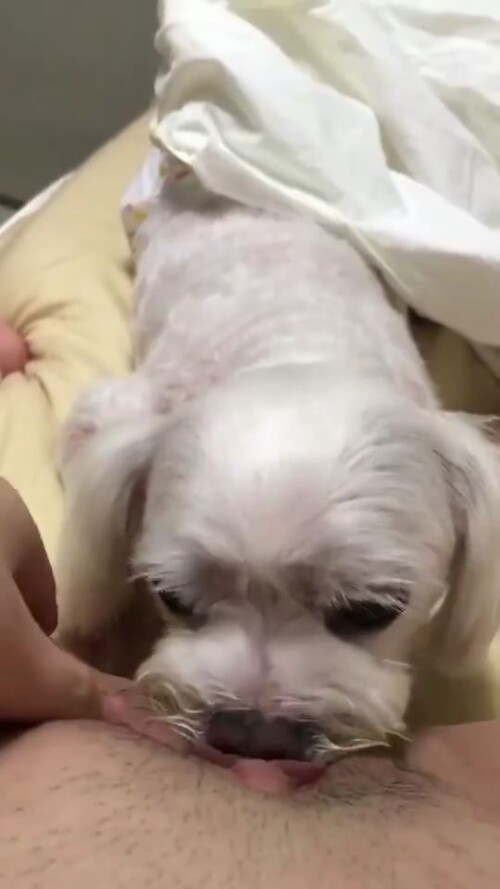 강아지보빨녀 7.mp4 000015200